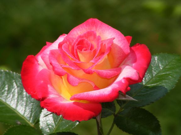 Dick Clark photo dc2014_07270008_zps54654d3d.jpg